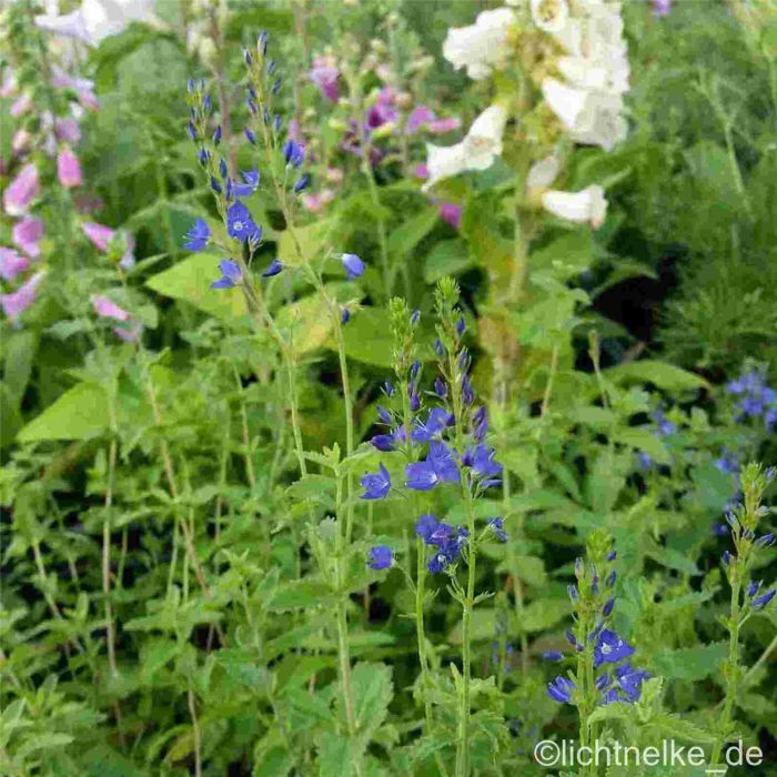 \u00D6sterreichischer\u0020Ehrenpreis\u0020\u0028Veronica\u0020austriaca\u0020ssp.\u0020teucrium\u0029\u0020K\u00F6nigsblau