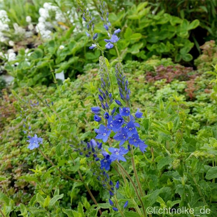 \u00D6sterreichischer\u0020Ehrenpreis\u0020\u0028Veronica\u0020austriaca\u0020ssp.\u0020teucrium\u0029\u0020K\u00F6nigsblau