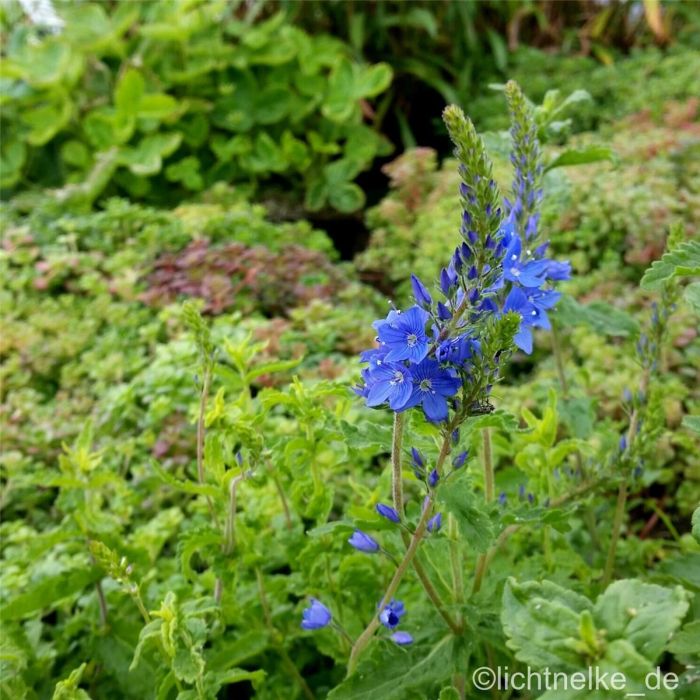\u00D6sterreichischer\u0020Ehrenpreis\u0020\u0028Veronica\u0020austriaca\u0020ssp.\u0020teucrium\u0029\u0020K\u00F6nigsblau