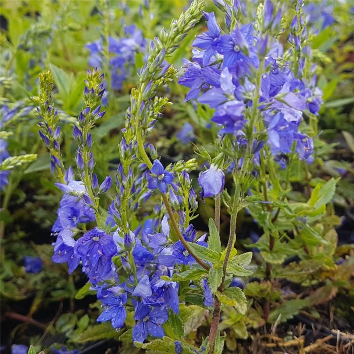 Ehrenpreis\u0020\u0028Veronica\u0020teucrium\u0029\u0020Knallblau