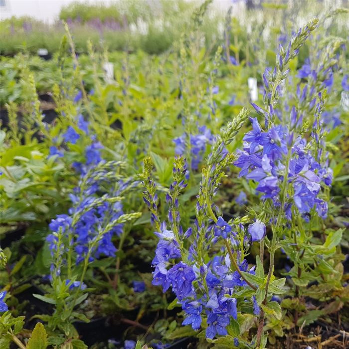 Ehrenpreis\u0020\u0028Veronica\u0020teucrium\u0029\u0020Knallblau