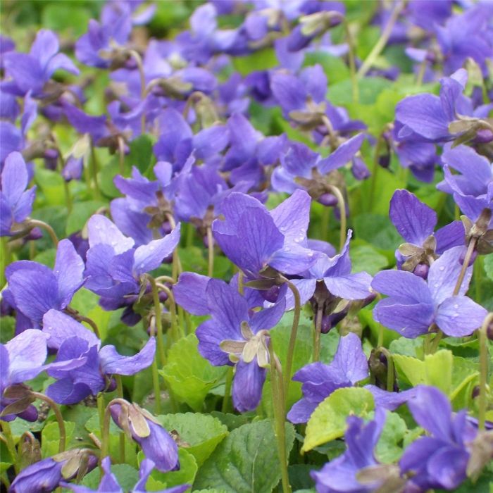 Duftveilchen\u0020\u0028Viola\u0020odorata\u0020\u0029\u0020