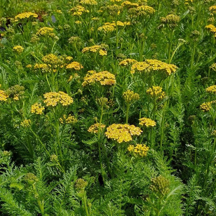 Schafgarbe\u0020\u0020\u0028Achillea\u0020millefolium\u0029\u0020Milly\u0020Rock\u0020Yellow\u0020Terracotta