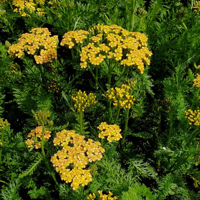 Schafgarbe\u0020\u0020\u0028Achillea\u0020millefolium\u0029\u0020Milly\u0020Rock\u0020Yellow\u0020Terracotta