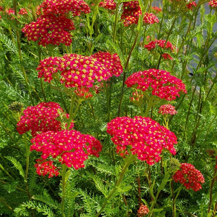 Schafgarbe\u0020\u0028Achillea\u0020millefolium\u0029\u0020Paprika