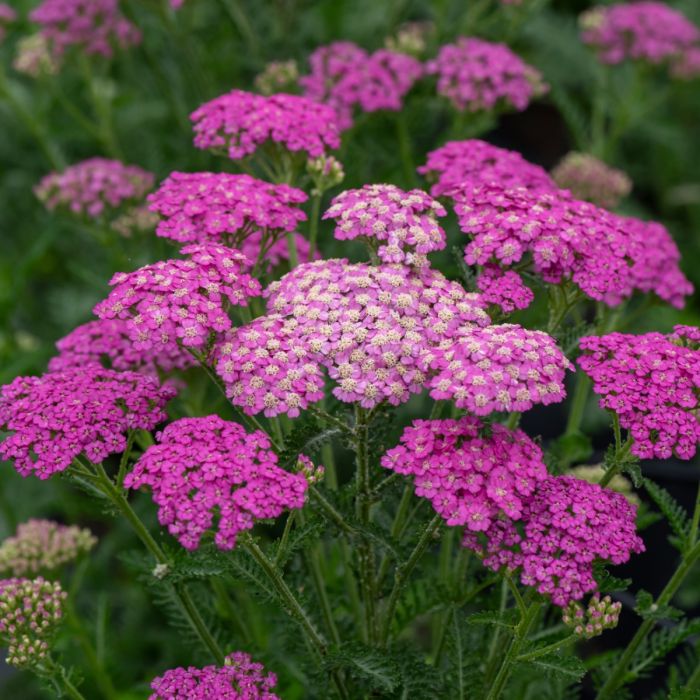 Schafgarbe\u000D\u000A\u0020\u0028\u0020Achillea\u0020millefolium\u0029\u0020Pretty\u0020Belinda