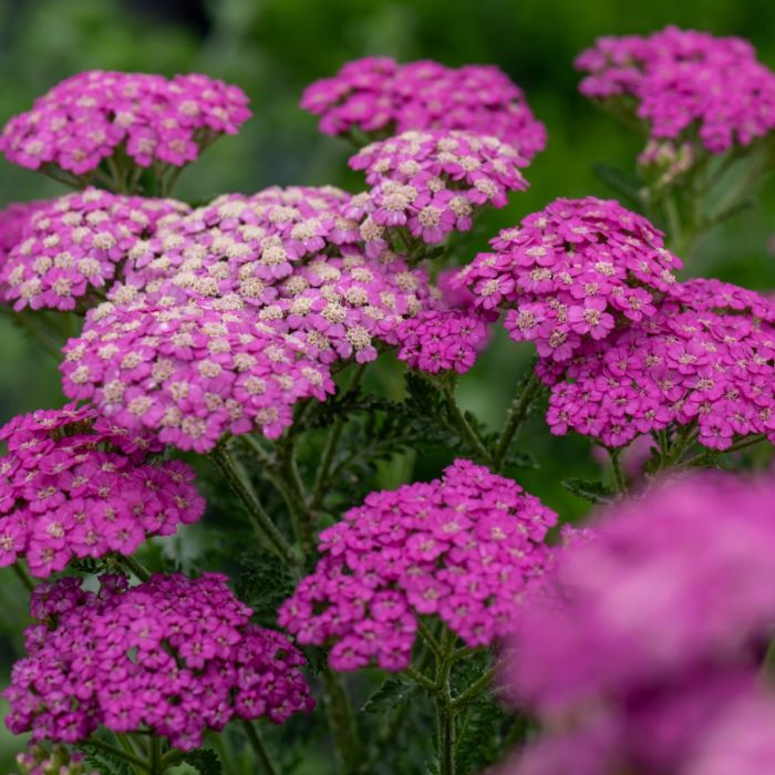 Schafgarbe\u000D\u000A\u0020\u0028\u0020Achillea\u0020millefolium\u0029\u0020Pretty\u0020Belinda