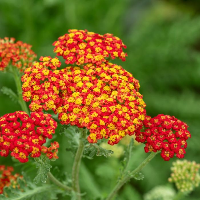 Schafgarbe\u0020\u0028Achillea\u0020millefolium\u0029\u0020Safran