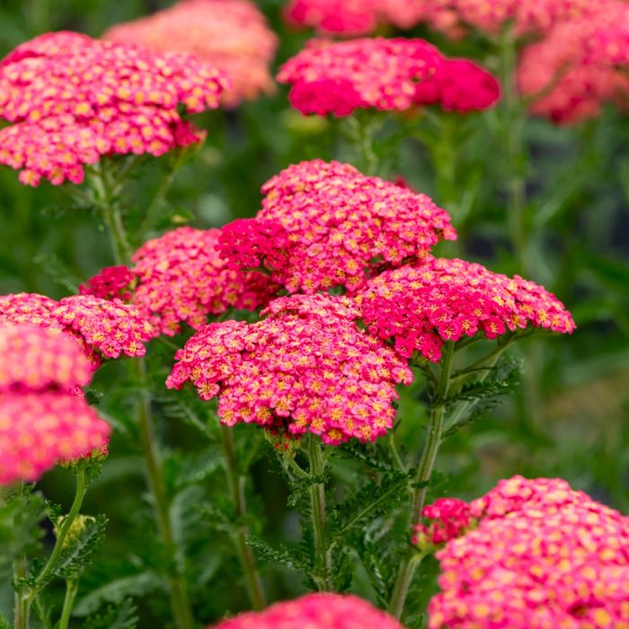 Schafgarbe\u0020\u0028Achillea\u0020millefolium\u0029\u0020SASSY\u0020SUMMER\u0020Taffy