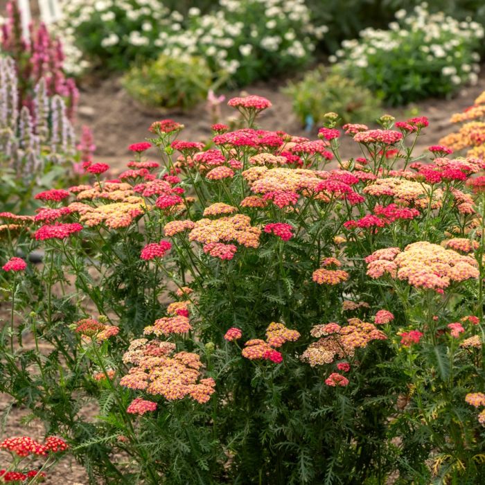 Schafgarbe\u0020\u0028Achillea\u0020millefolium\u0029\u0020SASSY\u0020SUMMER\u0020Taffy