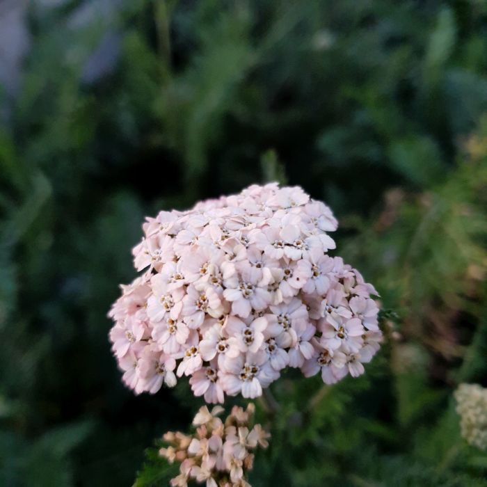 Schafgarbe\u0020\u0028Achillea\u0020millefolium\u0029\u0020Summer\u0020Pastels