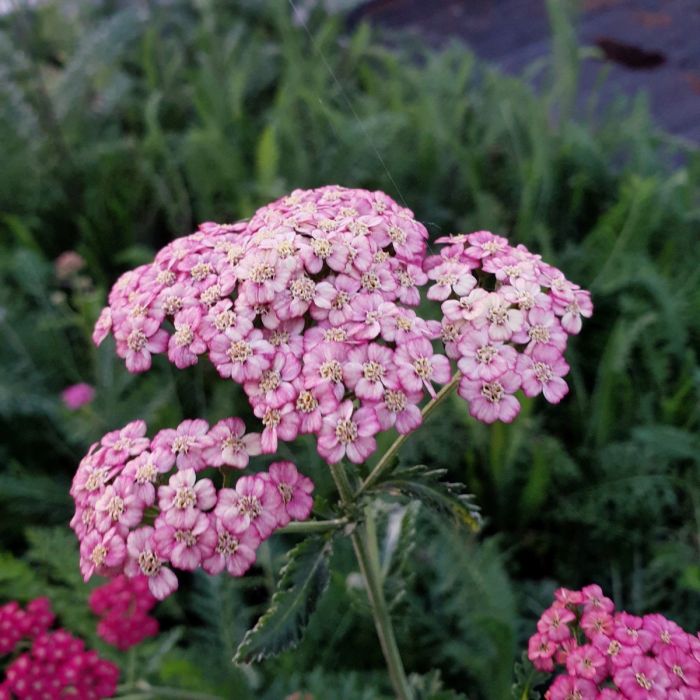 Schafgarbe\u0020\u0028Achillea\u0020millefolium\u0029\u0020Summer\u0020Pastels