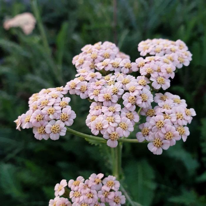 Schafgarbe\u0020\u0028Achillea\u0020millefolium\u0029\u0020Summer\u0020Pastels