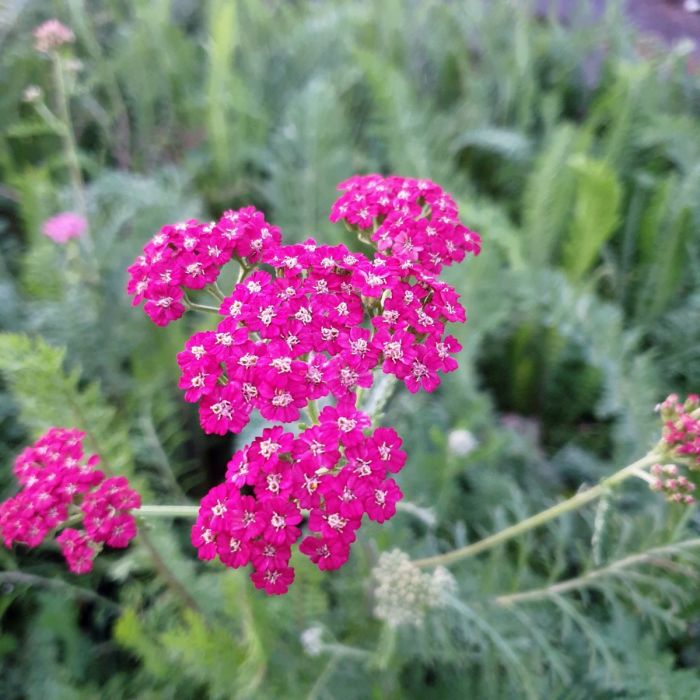 Schafgarbe\u0020\u0028Achillea\u0020millefolium\u0029\u0020Summer\u0020Pastels