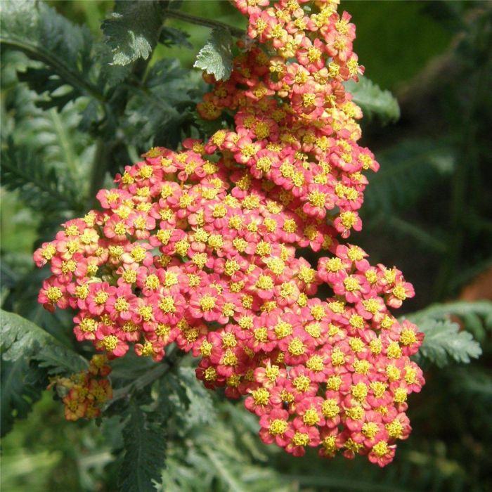 Schafgarbe\u0020\u0020\u0028Achillea\u0020filipendula\u0020hybr.\u0029\u0020Walter\u0020Funcke