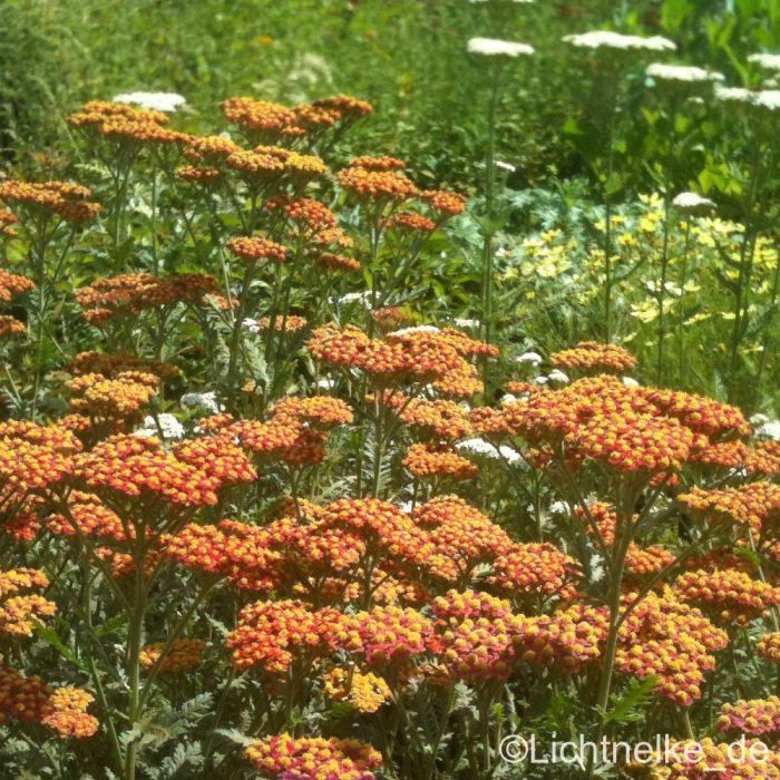 Schafgarbe\u0020\u0020\u0028Achillea\u0020filipendula\u0020hybr.\u0029\u0020Walter\u0020Funcke
