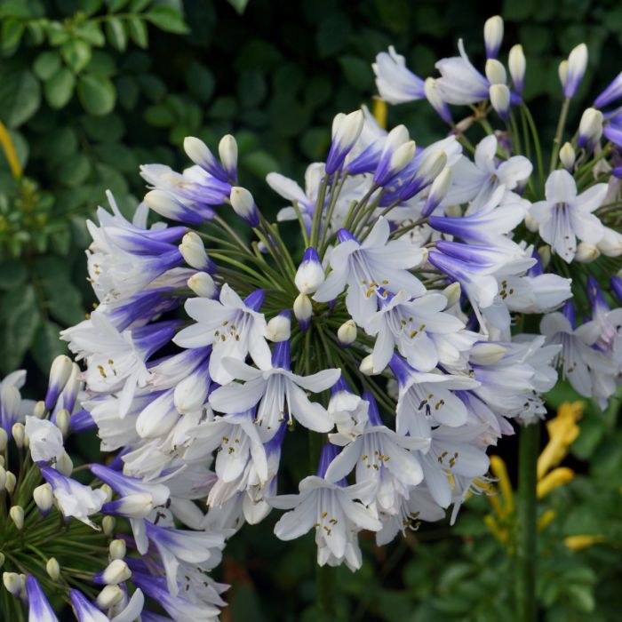 Schmuck\u002DLilie\u0020\u0028Agapanthus\u0020africanus\u0029\u0020Twister