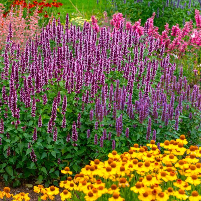 Duftnessel\u0020\u0028Agastache\u0029\u0020Beelicious\u0020Pink