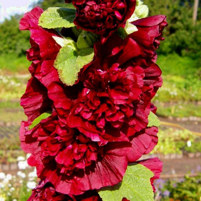 Stockrose\u0020\u0028Alcea\u0020rosea\u0020plena\u0029\u0020CHATERS\u0020Scarlet