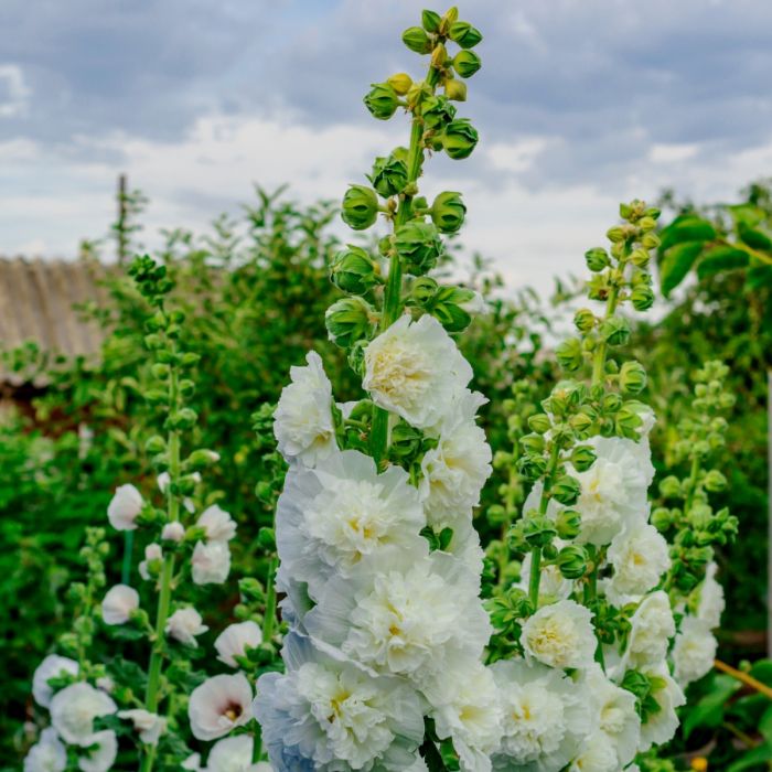 Stockrose\u0020\u0028Alcea\u0020rosea\u0020plena\u0029\u0020CHATERS\u0020White