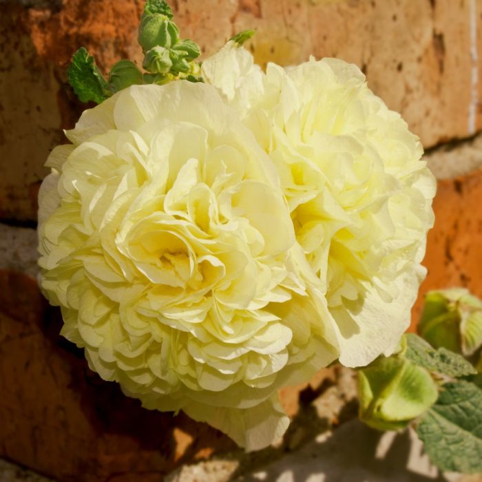 Stockrose\u0020\u0028Alcea\u0020rosea\u0020plena\u0020\u0029\u0020CHATERS\u0020Yellow