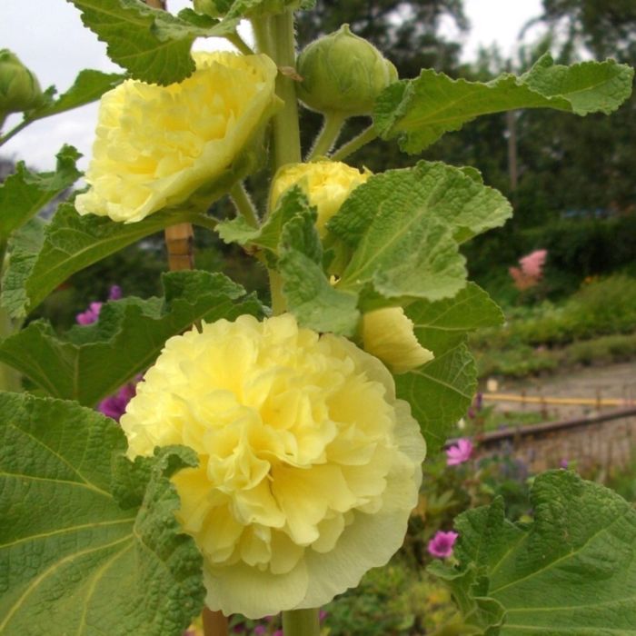 Stockrose\u0020\u0028Alcea\u0020rosea\u0020plena\u0020\u0029\u0020CHATERS\u0020Yellow