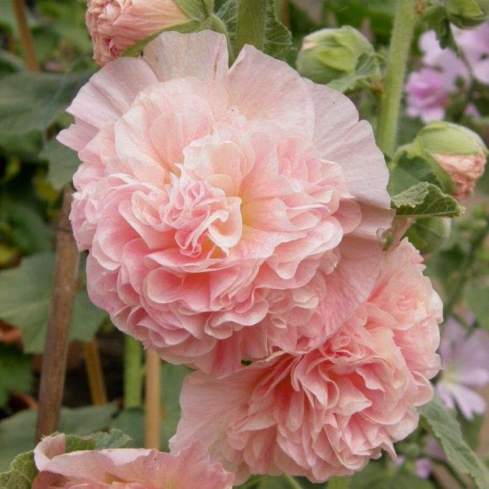 Stockrose\u0020\u0028Alcea\u0020rosea\u0020plena\u0029\u0020CHATERS\u0020Apricot