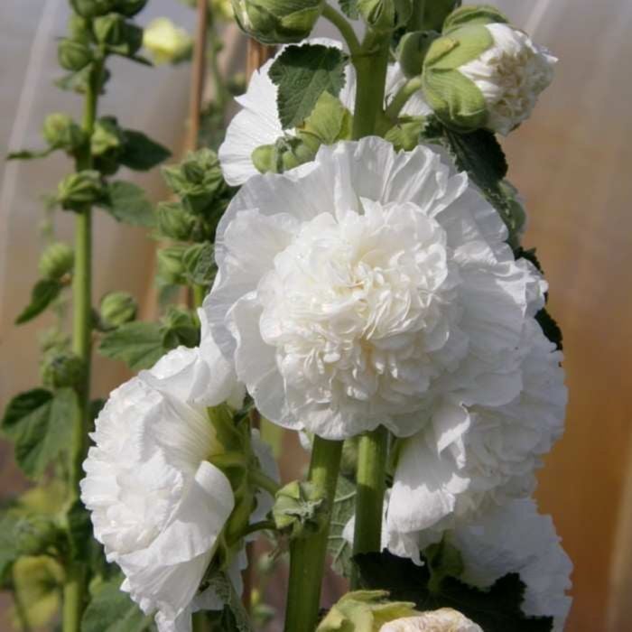 Stockrose\u0020\u0028Alcea\u0020rosea\u0020plena\u0029\u0020CHATERS\u0020White