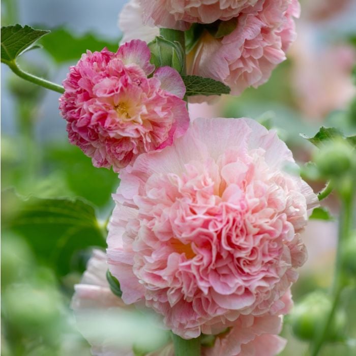 Stockrose (Alcea rosea) Peaches & Dreams