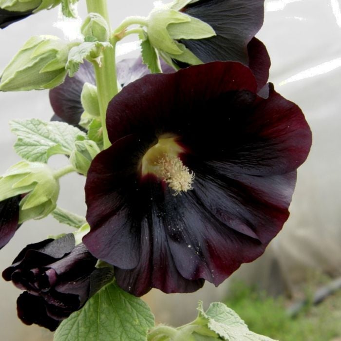 Stockrose\u0020\u0028Alcea\u0020rosea\u0020var\u0020nigra\u0029\u0020schwarz\u0020\u002F\u0020einfach