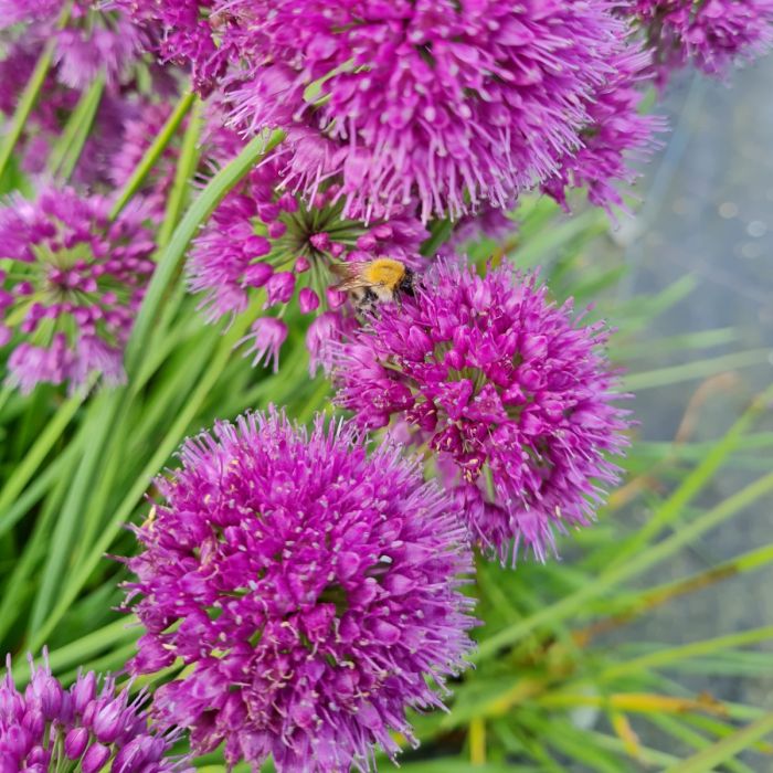 Berglauch\u0020\u0028Allium\u0020senescens\u0029\u0020Lavender\u0020Bubbles