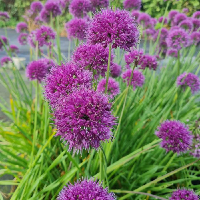 Berglauch\u0020\u0028Allium\u0020senescens\u0029\u0020Lavender\u0020Bubbles