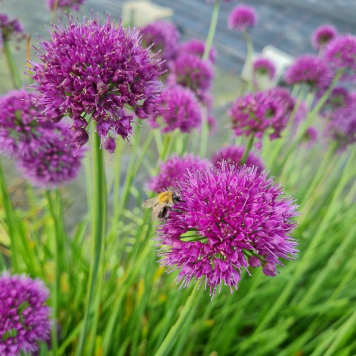 Berglauch\u0020\u0028Allium\u0020senescens\u0029\u0020Lavender\u0020Bubbles