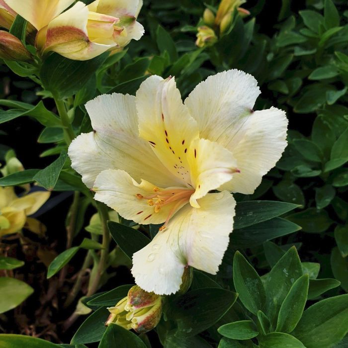 Großblumiger Inkalilie (Alstroemeria) Mix