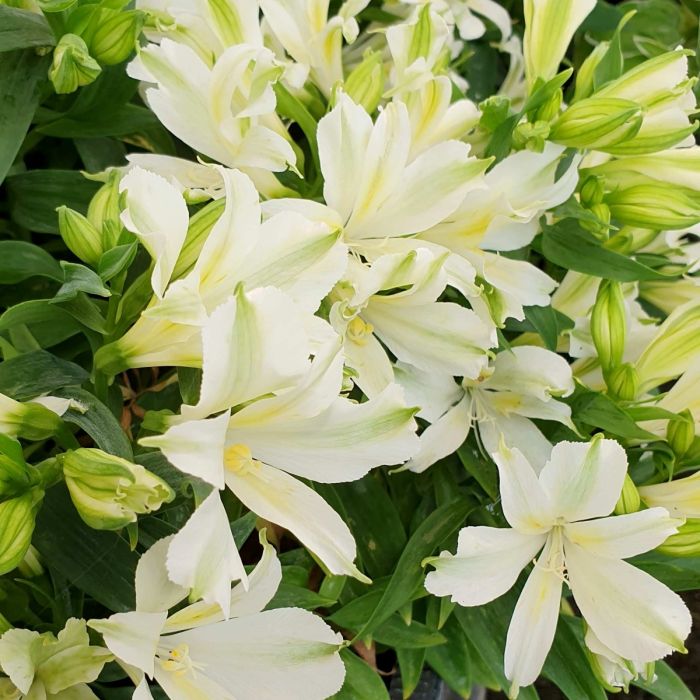 Inkalilie\u0020\u0028Alstroemeria\u0029\u0020CHARMELITA\u0020White\u00AE