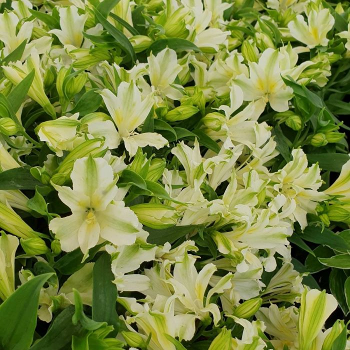 Inkalilie\u0020\u0028Alstroemeria\u0029\u0020CHARMELITA\u0020White\u00AE