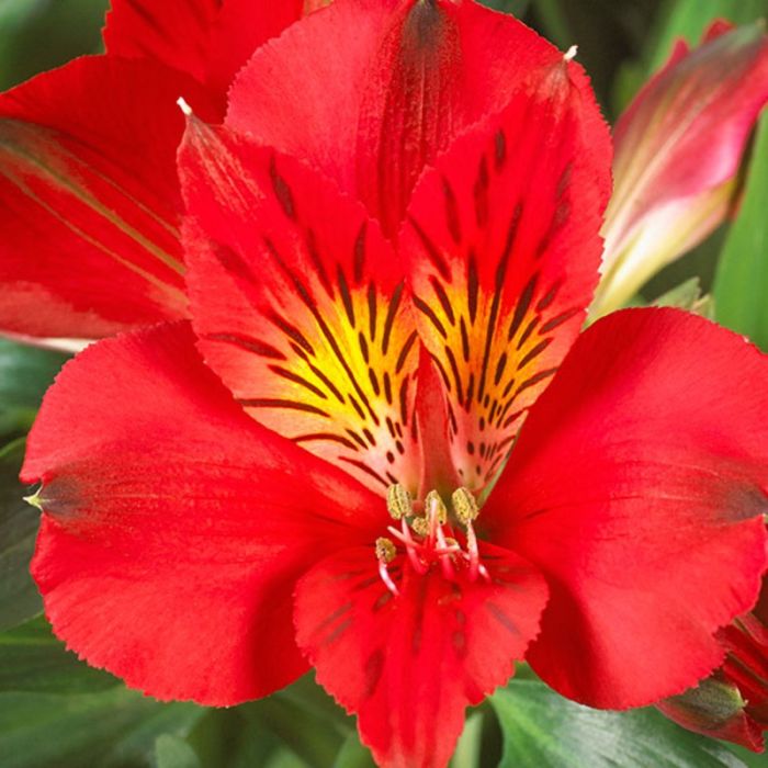 Großblumiger Inkalilie (Alstroemeria) Mix