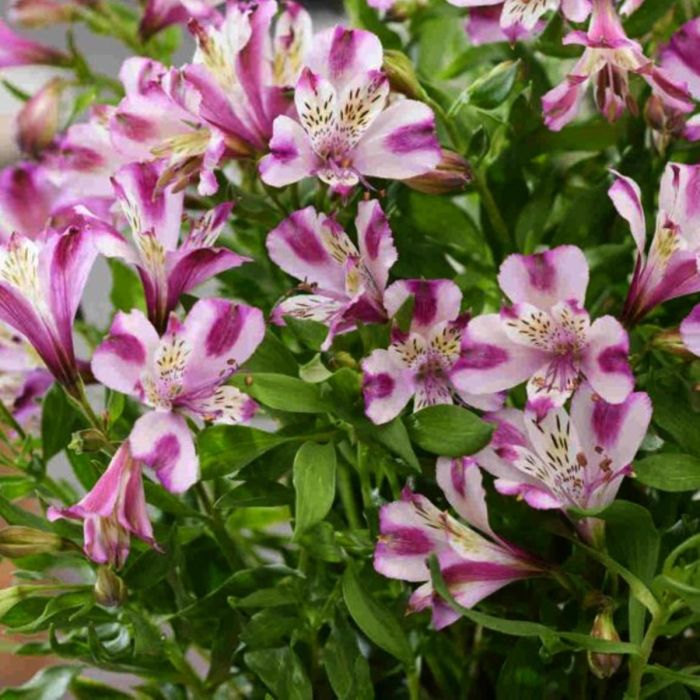 Inkalilie\u0020\u0028Alstroemeria\u0029\u0020Duchesse\u0020d\u0027Anjou\u0020Valentine