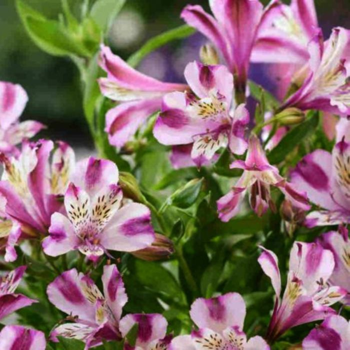 Inkalilie\u0020\u0028Alstroemeria\u0029\u0020Duchesse\u0020d\u0027Anjou\u0020Valentine