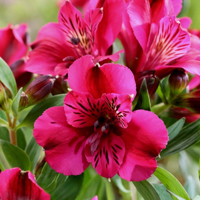 Inkalilie\u0020\u0028Alstroemeria\u0029\u0020Leonie