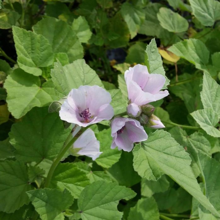 Echter\u0020Eibisch\u0020\u0028Althaea\u0020officinalis\u0029\u0020Roseneibisch