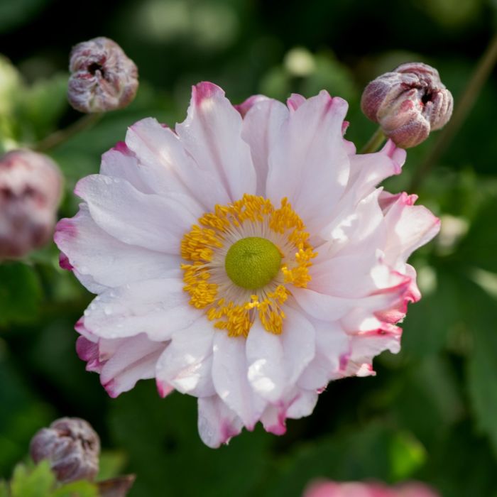 Herbstanemone\u0020\u0028Anemone\u0029\u0020GARDEN\u0020BREEZE\u0020Pink\u0020Touch