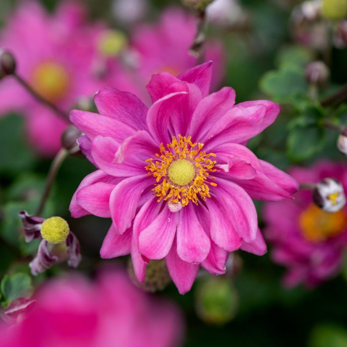 Herbstanemone\u0020\u0028Anemone\u0029\u0020GARDEN\u0020BREEZE\u0020Rosy\u0020Red