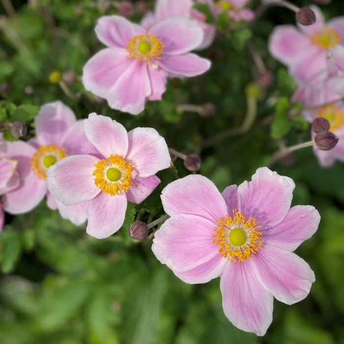 Herbstanemone\u0020\u0028Anemone\u0029\u0020ROYAL\u0020Blush