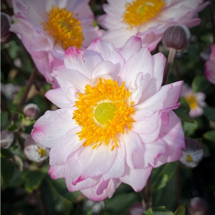 Herbstanemone\u0020\u0028Anemone\u0029\u0020ROYAL\u0020Candy