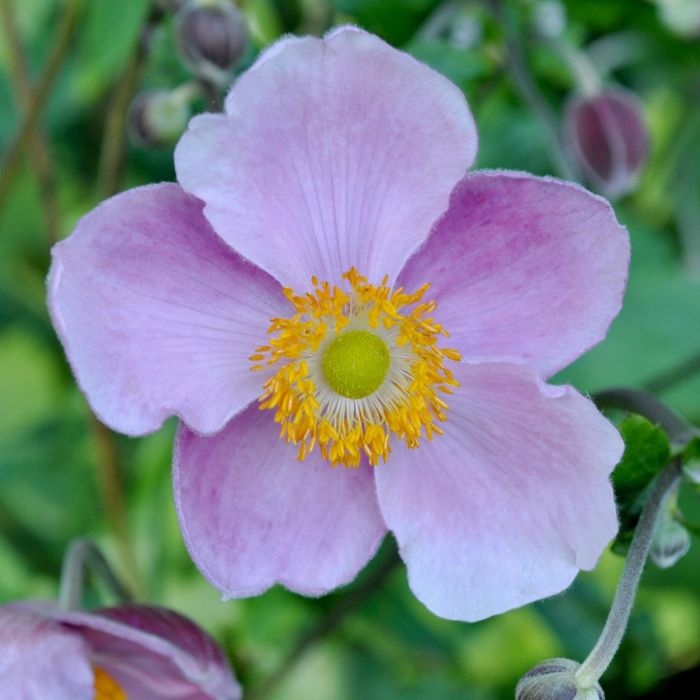 Herbst\u002DAnemone\u0020\u0028Anemone\u0020hupehensis\u0029\u0020September\u0020Charm