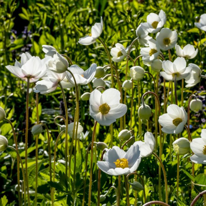 Waldanemone\u0020\u0028Anemone\u0020sylvestris\u0029\u0020Snow\u0020White