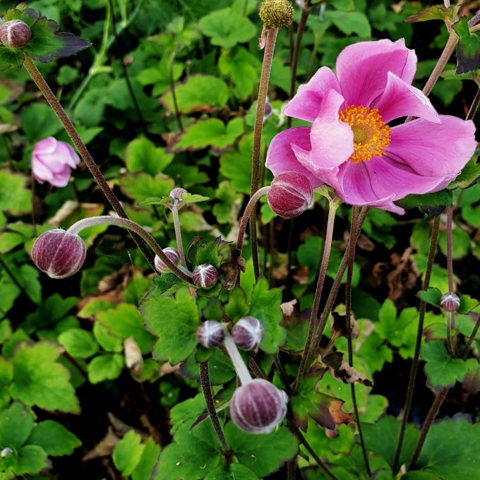 Herbstanemone\u0020\u0028Anemone\u0020tomentosa\u0029\u0020Serenade