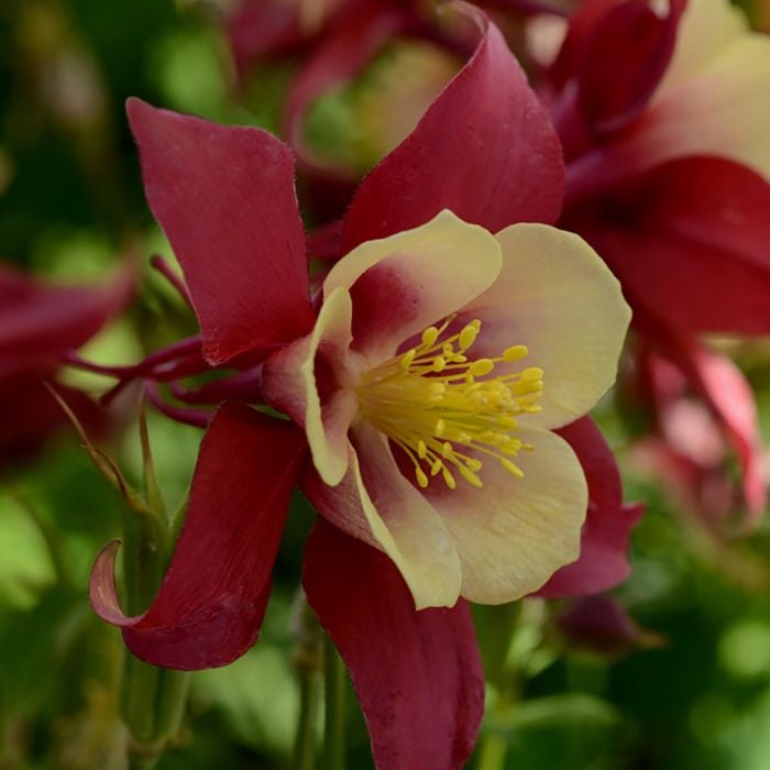 Akelei\u0020\u0028Aquilegia\u0020caerulea\u0029\u0020EARLYBIRD\u0020Red\u0020Yellow