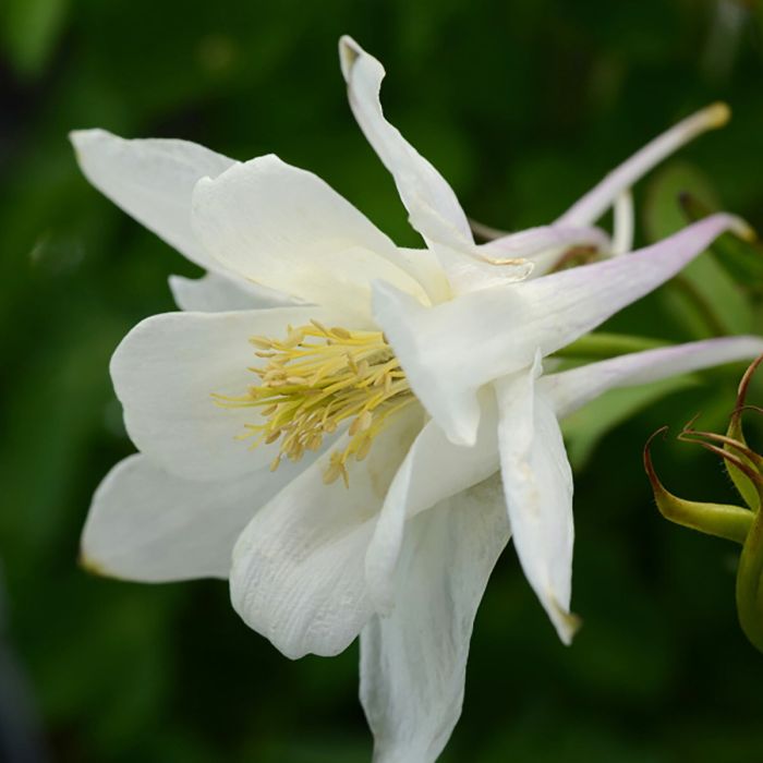 Akelei\u0020\u0028Aquilegia\u0020caerulea\u0029\u0020EARLYBIRD\u0020White